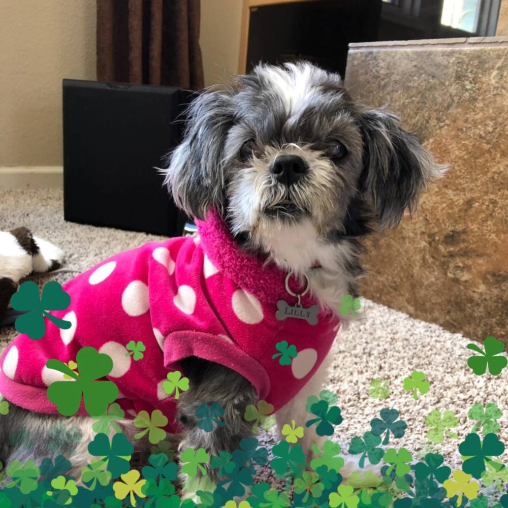 Meet your Posher, Alison